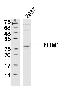 1 - FITM1 Rabbit pAb AP56116