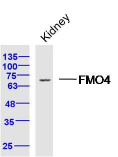 1 - FMO4 Rabbit pAb AP56120