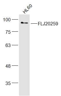 1 - FLJ20259 Rabbit pAb AP56124