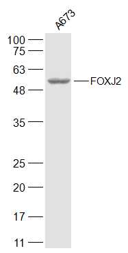 1 - FOXJ2 Rabbit pAb AP56162