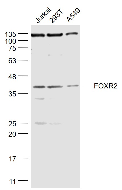 1 - FOXR2 Rabbit pAb AP56164