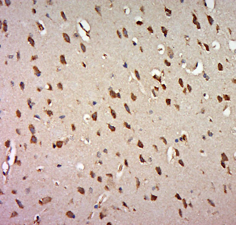 14 - FRRS1 Rabbit pAb AP56167