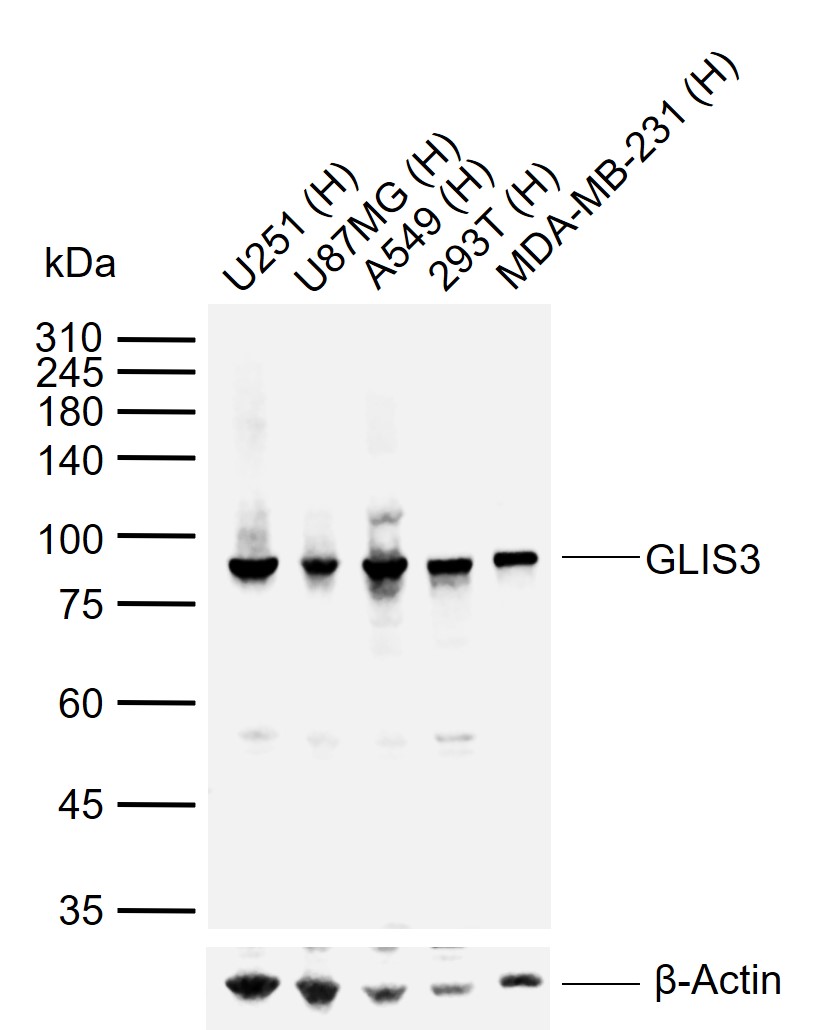 1 - GLIS3 Rabbit pAb AP56188