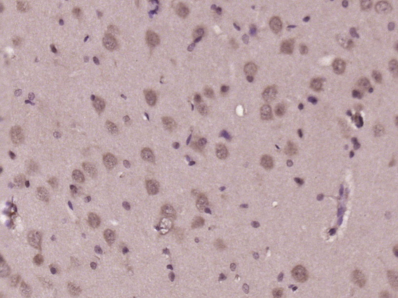 14 - GLOD5 Rabbit pAb AP56190