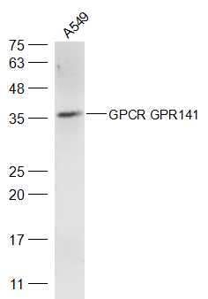 1 - GPCR GPR141 Rabbit pAb AP56195