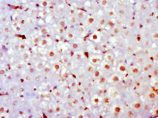 14 - GRHL1 Rabbit pAb AP56210