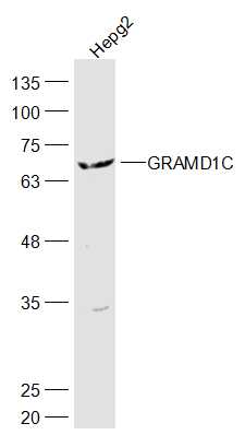 1 - GRAMD1C Rabbit pAb AP56212