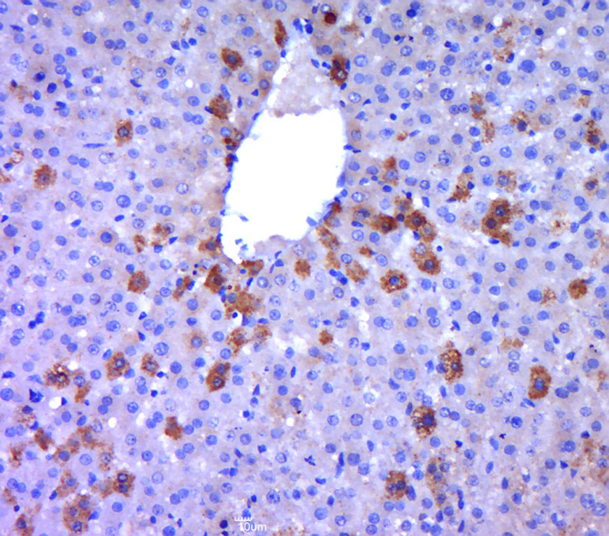 14 - GRPEL2 Rabbit pAb AP56217