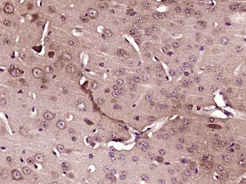 14 - GSTT4 Rabbit pAb AP56223