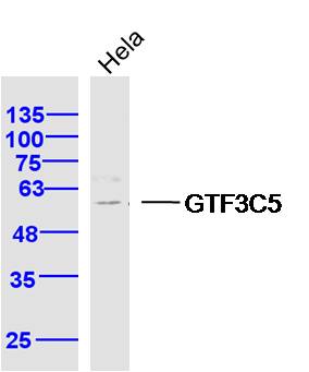 1 - GTF3C5 Rabbit pAb AP56230