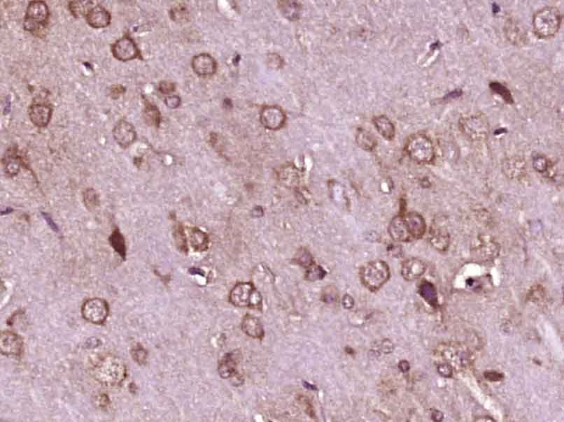 14 - GTPBP1 Rabbit pAb AP56233