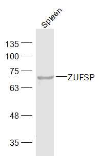 1 - ZUFSP Rabbit pAb AP56241