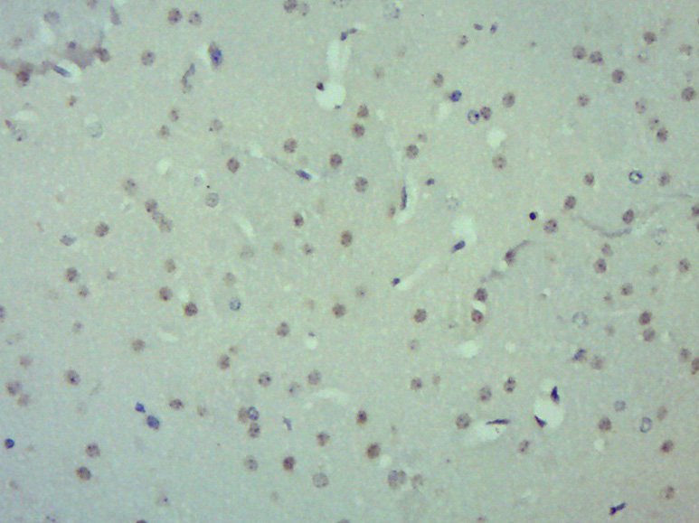 14 - ZUFSP Rabbit pAb AP56241