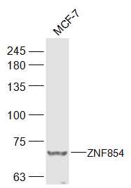 1 - ZSCAN2/ZNF854 Rabbit pAb AP56248