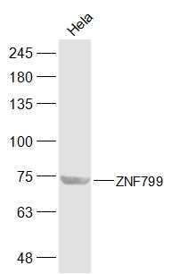 1 - ZNF799 Rabbit pAb AP56266