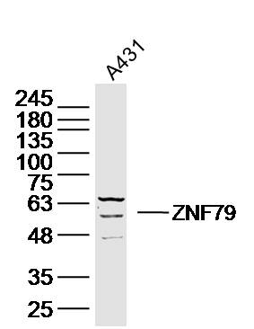 1 - ZNF79 Rabbit pAb AP56268