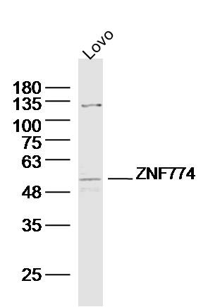 1 - ZNF774 Rabbit pAb AP56280