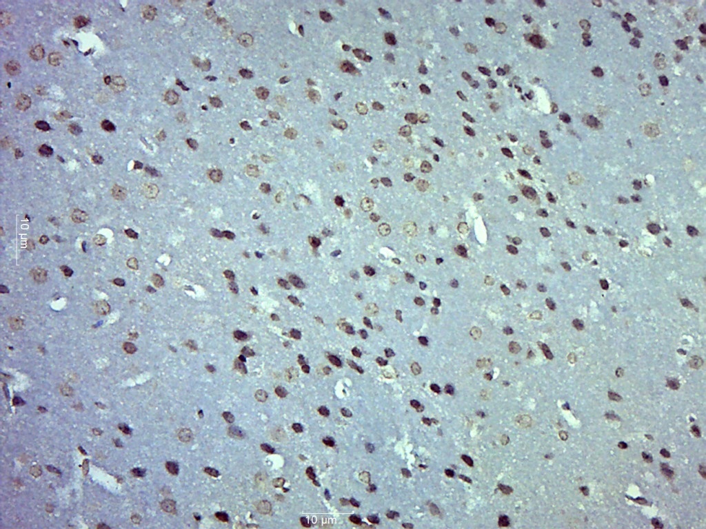 14 - ZNF770 Rabbit pAb AP56283