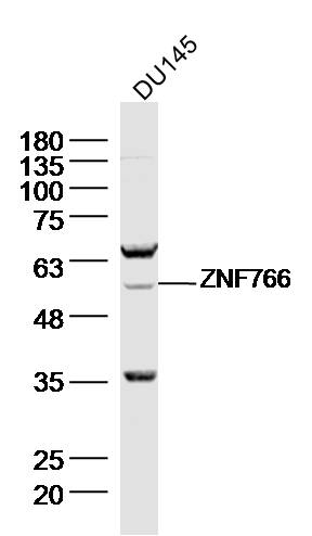 1 - ZNF766 Rabbit pAb AP56286
