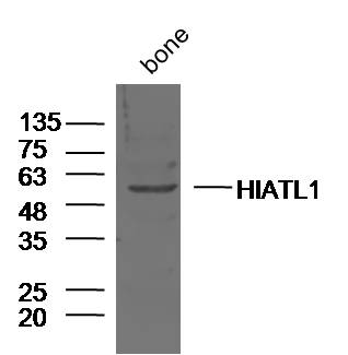 1 - HIATL1 Rabbit pAb AP56295