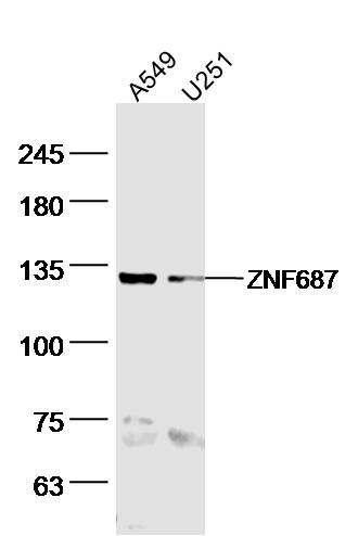 1 - ZNF687 Rabbit pAb AP56302