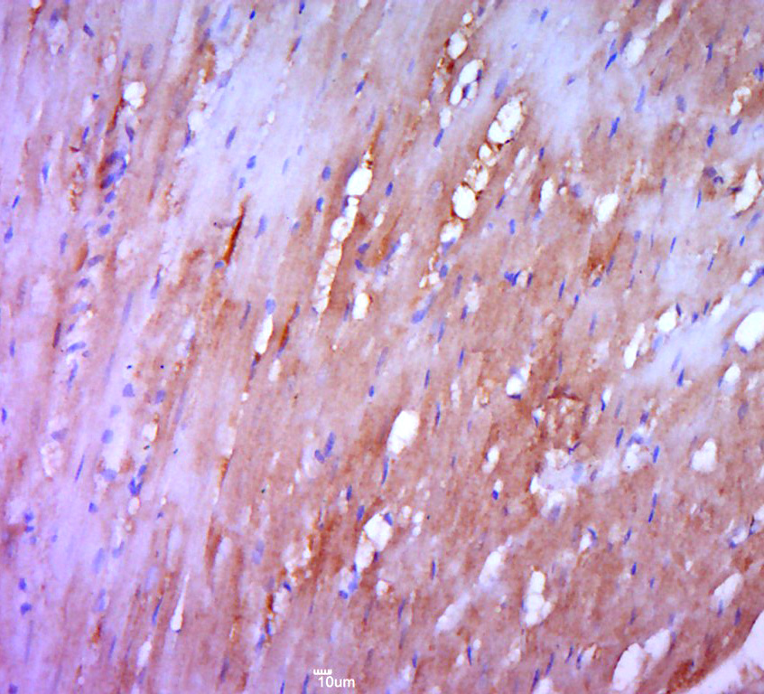 14 - TRAPPC5 Rabbit pAb AP56325