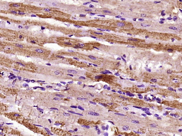 14 - TRAPPC6B Rabbit pAb AP56326