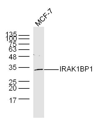 1 - IRAK1BP1 Rabbit pAb AP56361