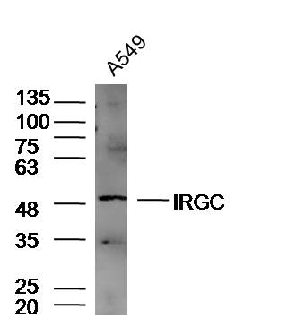 1 - IRGC Rabbit pAb AP56367