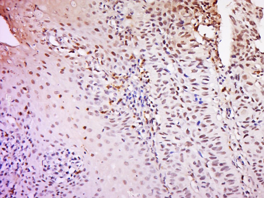 14 - TRF41 Rabbit pAb AP56371