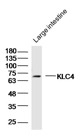 1 - KLC4 Rabbit pAb AP56387