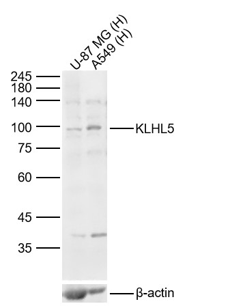 1 - KLHL5 Rabbit pAb AP56399