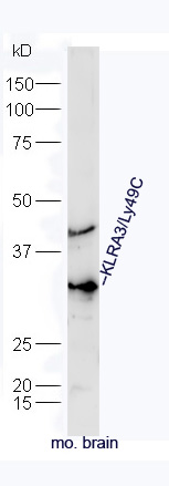 1 - Klra3 Rabbit pAb AP56401