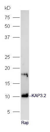 1 - KAP3.2 Rabbit pAb AP56435