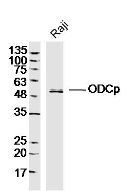 1 - ODCp Rabbit pAb AP56446