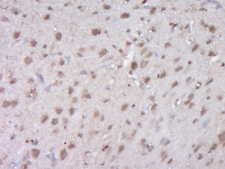 14 - ODCp Rabbit pAb AP56446