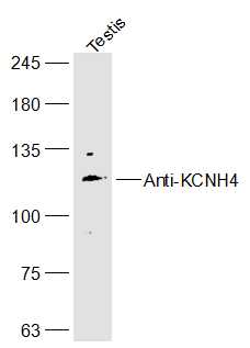 1 - KCNH4 Rabbit pAb AP56453