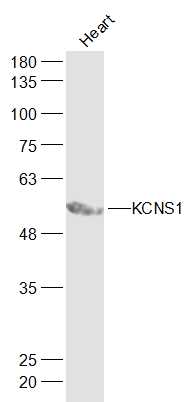1 - KCNS1 Rabbit pAb AP56466
