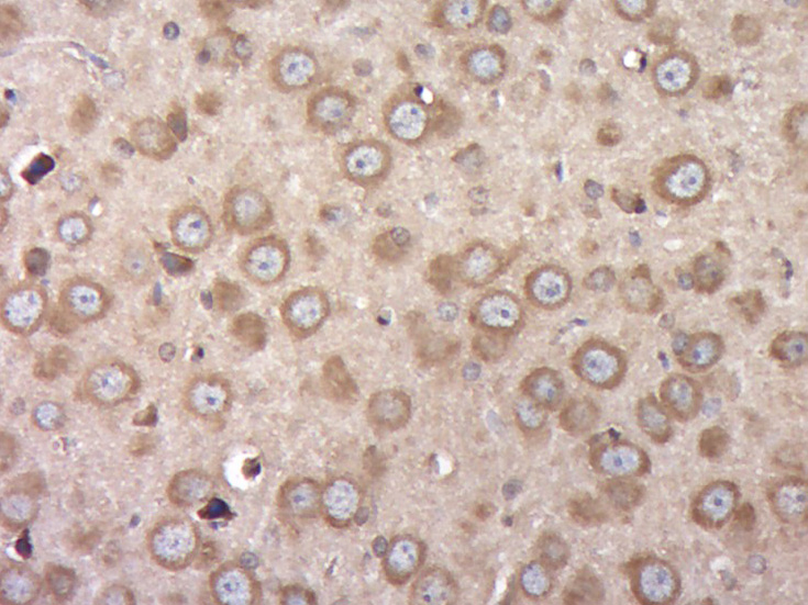 14 - C1orf84 Rabbit pAb AP56487