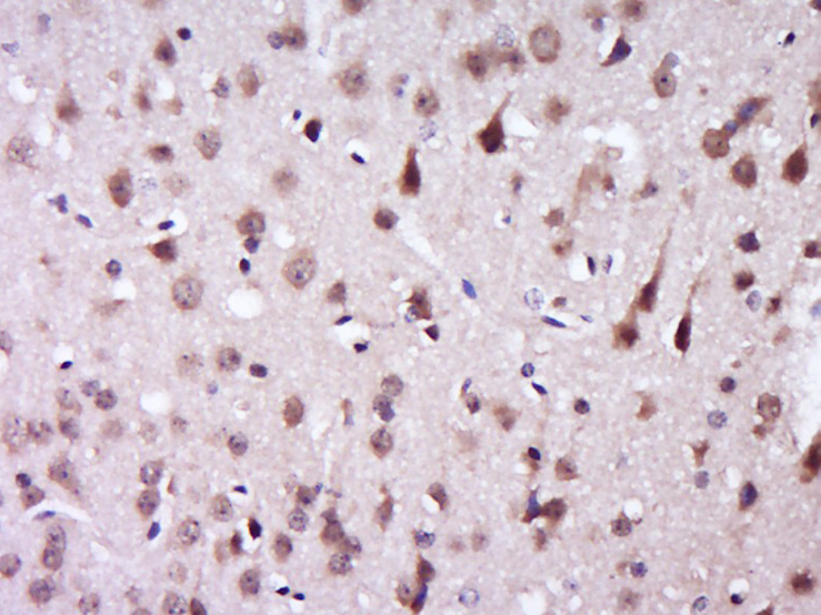 14 - KIAA0494 Rabbit pAb AP56488
