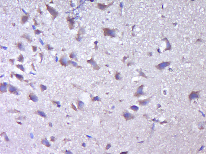 14 - KIAA0513 Rabbit pAb AP56489