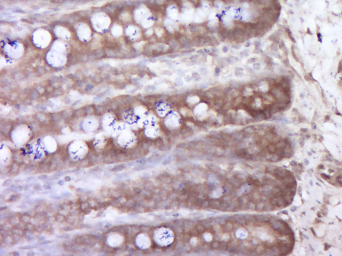 14 - KIAA0753 Rabbit pAb AP56494