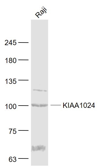 1 - KIAA1024 Rabbit pAb AP56498