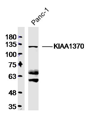 1 - KIAA1370 Rabbit pAb AP56506