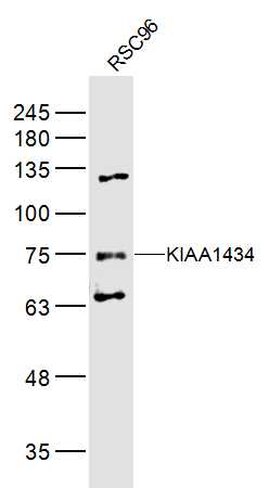 1 - KIAA1434 Rabbit pAb AP56509