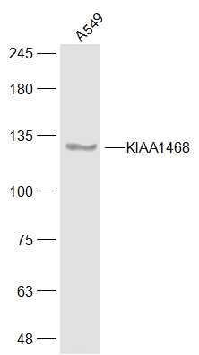 1 - KIAA1468 Rabbit pAb AP56511