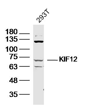 1 - KIF12 Rabbit pAb AP56527