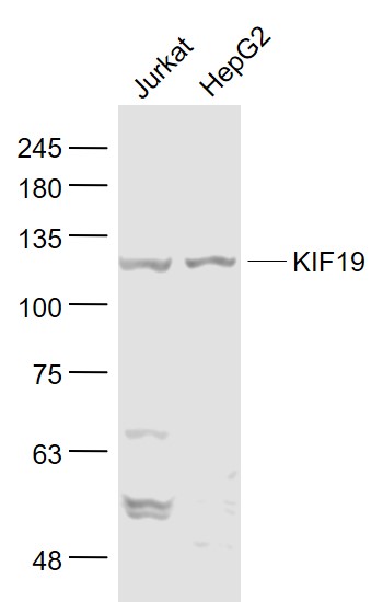 1 - KIF19 Rabbit pAb AP56530