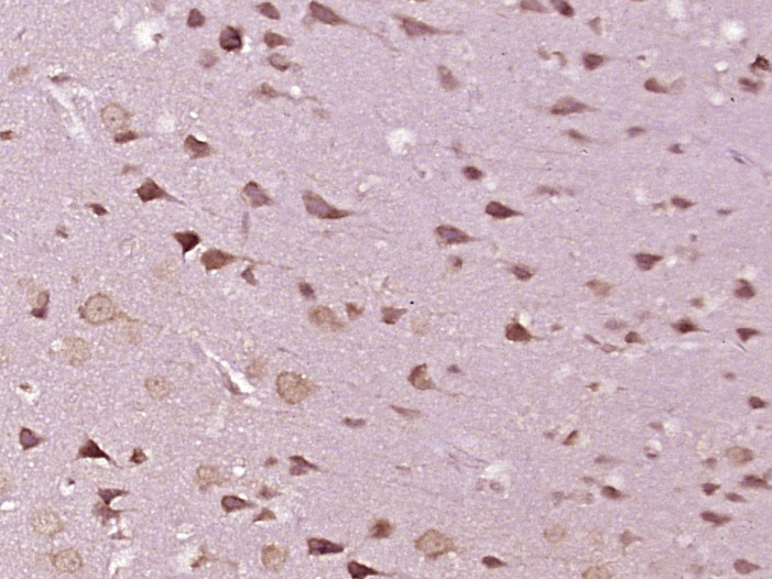 14 - KIFAP3 Rabbit pAb AP56539