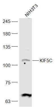 1 - KIF5C Rabbit pAb AP56541
